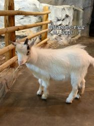 -Zoolung Zoolung动物主题公园(海信广场店)