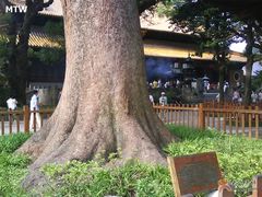 ６００年大树＆小松鼠-普济寺素斋