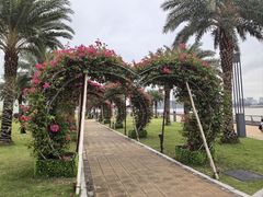 -野狸岛