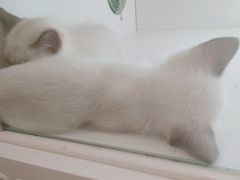 -李小姐の猫咖啡馆(五角场店)