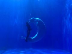 -多彩贵州城极地海洋世界