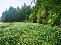 -上海海湾国家森林公园