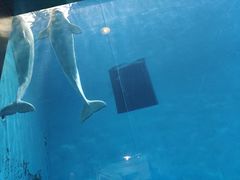 -芜湖新华联大白鲸海洋公园