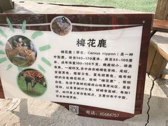 -北京鹿世界主题园