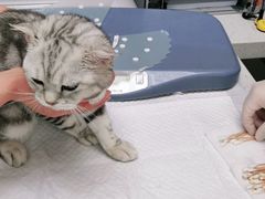 -纳吉亚猫专科动物诊疗中心(蒋宅口分院)