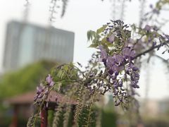 -嘉定紫藤园