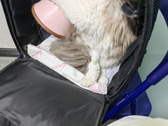 -半岛宠物医院24小时(科华中路店)