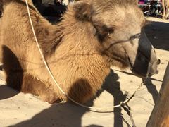 -库伦旗银沙湾旅游景区