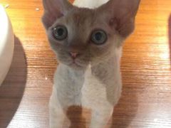 -悠尼宠物·独立低压伊珊娜洗护·美容·寄养(兰谷路店)