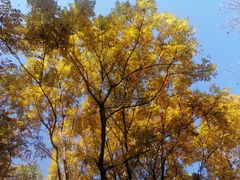 -永定河休闲森林公园