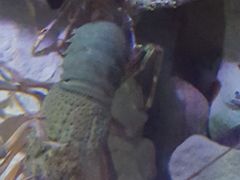 -悉尼海洋生物水族馆
