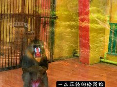 -荆州中山公园动物园