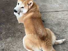 -柴犬高等学院·狗咖·柴犬售卖·宠物训练