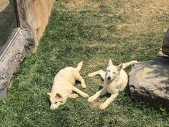 -大连森林动物园