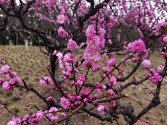 -元大都城垣遗址公园