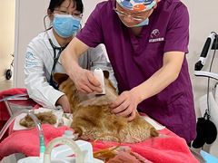 -谐和贝康宠物医院24小时·宠保定点(急重症转诊中心)