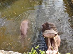 -海南热带野生动植物园