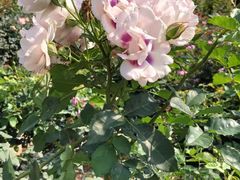 -人民公园(罗湖区)