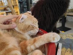 -平行世界·猫咖(首经贸店)