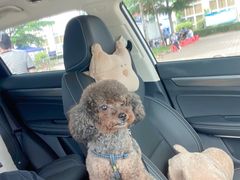 -宠颐生动物医院·猫科·心脏科(海口分院)