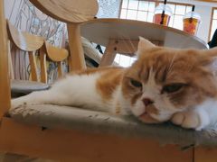 -安格丽娜·狗咖·猫咖羊驼咖(春熙路百盛商场店)