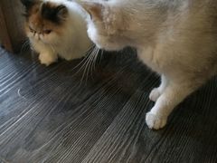 -吉丁鸟咖·异宠·寄养