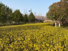 -洨河生态公园