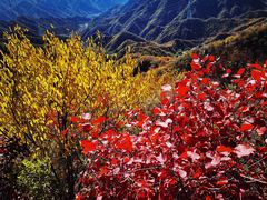 -大岭沟猕猴桃谷风景区