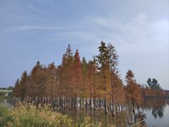 -白鹭湾湿地公园