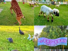 -金鸡湖桃花岛