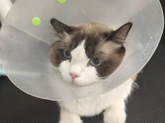 -中农大我爱我爱动物医院·核磁CT·猫病·24小时夜诊中心(石佛营店)