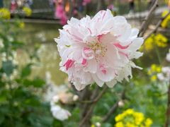 -南汇桃花村