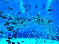 景点-上海海昌海洋公园