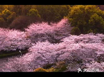 今年的樱花，在疫情背景映衬之下，显得格外的美艳