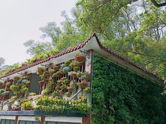 -深圳仙湖植物园