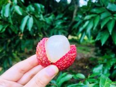 -从化深英荔枝黄皮龙眼采摘园
