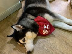 -Husky Go! 哈士奇体验馆·宠物咖啡厅狗咖