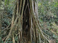 -中国科学院西双版纳热带植物园