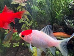 -俺家鲜·烧烤龙虾地锅鸡(观音塘店)