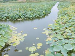 -荷塘月色湿地公园·向阳花洲