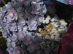 -植物学家的女儿(北马道巷店)