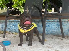 -汪说喵讲宠物乐园宠物酒店(红星美凯龙店)