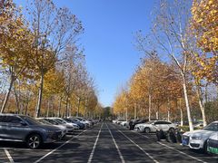 -合肥滨湖国家森林公园