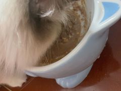 -猫宠乐园·专业洗护