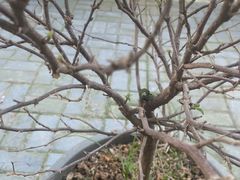 -宜昌富力皇冠假日酒店·咖啡1号西餐厅