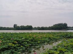 -大兴滨河森林公园