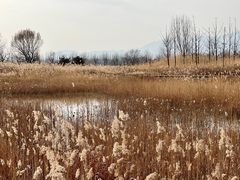 -野鸭湖国家湿地公园