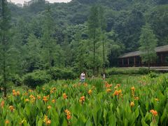 -重庆彩云湖湿地公园