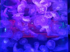 -左海海底世界