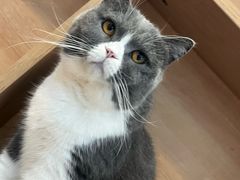 -是阿柴呀！柴犬咖啡·爱喵喵猫咖